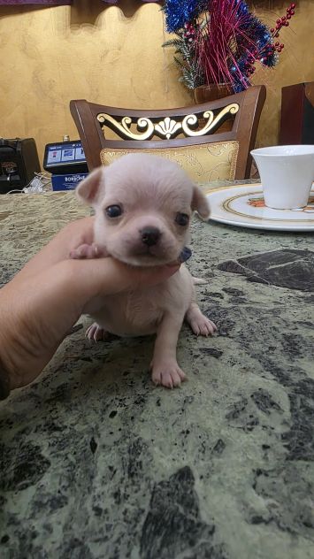 Chihuahua - Foto 3