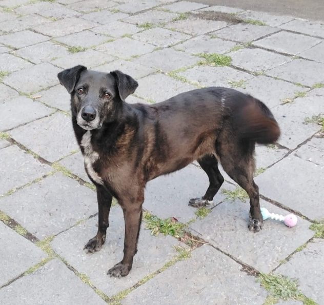 Cagnolina cerca famiglia Brunetta - Foto 3