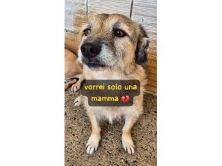FIAMMETTA 3 ANNI 8/10 KG taglia piccola IN CANILE
