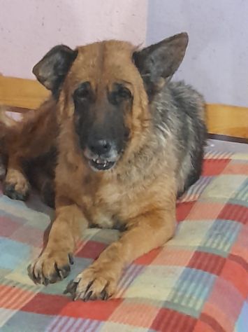 Graziella, lupacchiotta dagli occhi tristi - Foto 2
