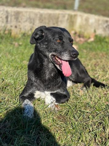CANE IN ADOZIONE: ZEUS, taglia medio contenuta. - Foto 7