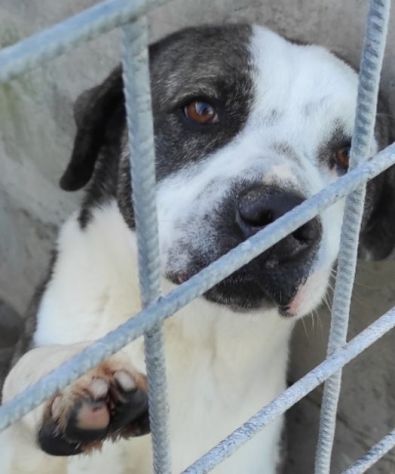 MAX CERCA ATTENZIONE, CHIEDE AMORE, CANE IN ADOZIONE TG MEDIA - Foto 8