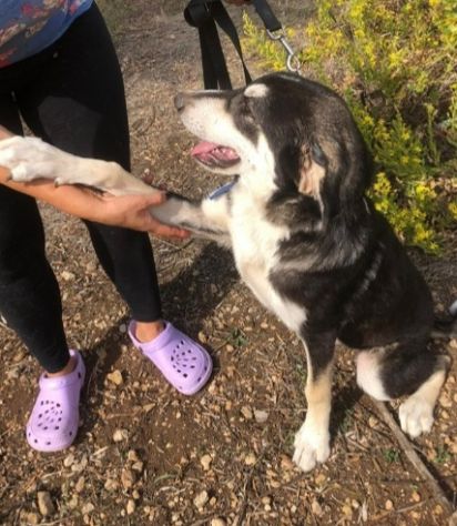 Mix Australian Shepherd 12/15mesi TUTTI ADOTTATI TRANNE LUI.SICILIA - Foto 4