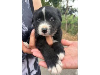 Moka cucciola