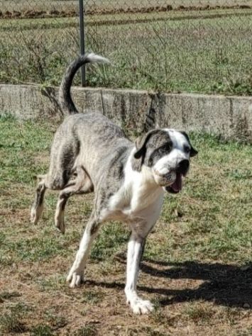 CANE IN ADOZIONE: MAX - Foto 7