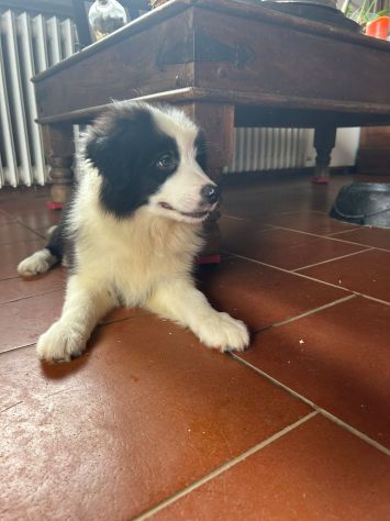 Cuccioli Border Collie di alta genealogia - Foto 4