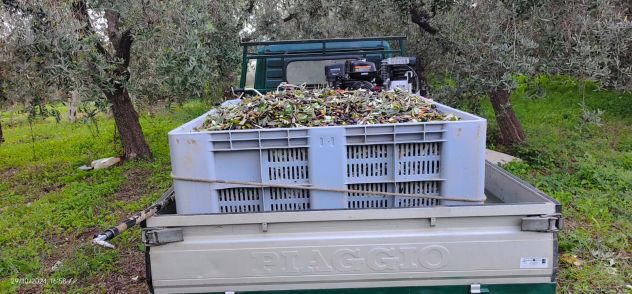 Olio extravergine di oliva senza insetticidi artigianale Abruzzo annata 2023 - Foto 2
