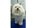 maltese toy