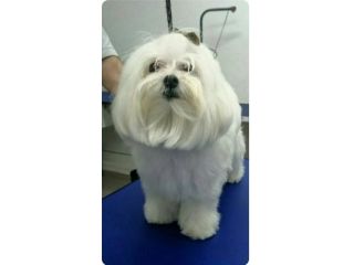maltese toy