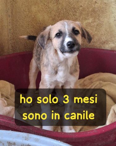 CUCCIOLO 3 MESI TAGLIA MEDIA