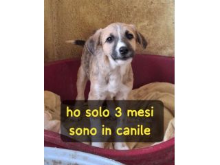 CUCCIOLO 3 MESI TAGLIA MEDIA