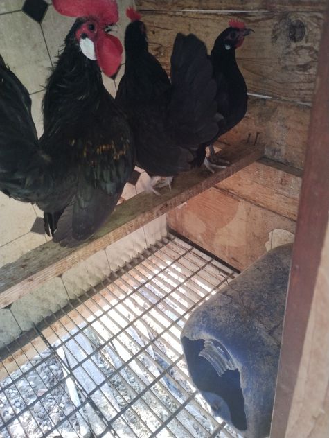 Uova feconde di olandesina nana nera - Foto 2