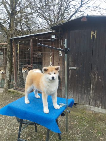 Cucciola di Akita Inu femmina con pedigree ENCI - Foto 4
