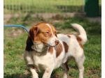 CARLO, delicato mix Jack Russell