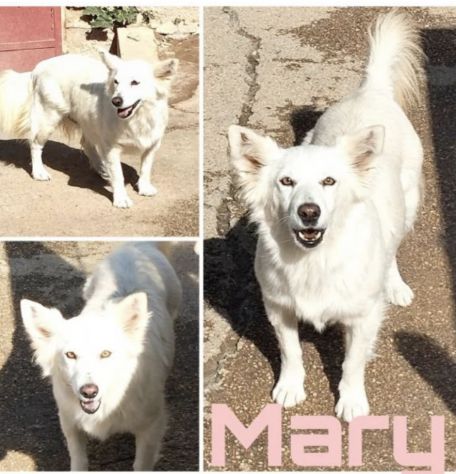 Una famiglia per la cagnolina Mary