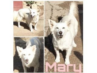Una famiglia per la cagnolina Mary