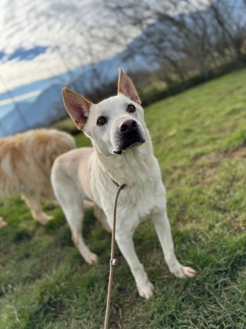WHITE una vita buttata, simil pastore svizzero cane in adozione tg media - Foto 2