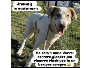 JHONNY rimarrà recluso a vita, ha solo 1 anno. Cane in adozione