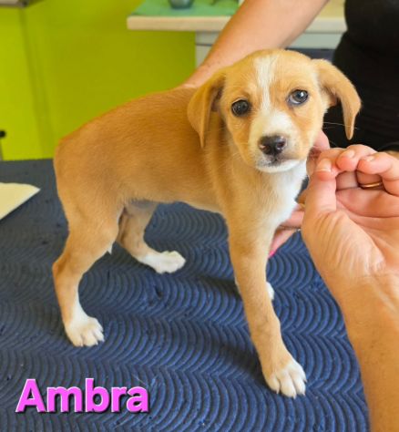 AMBRA,cucciola mix volpino breton - Foto 4