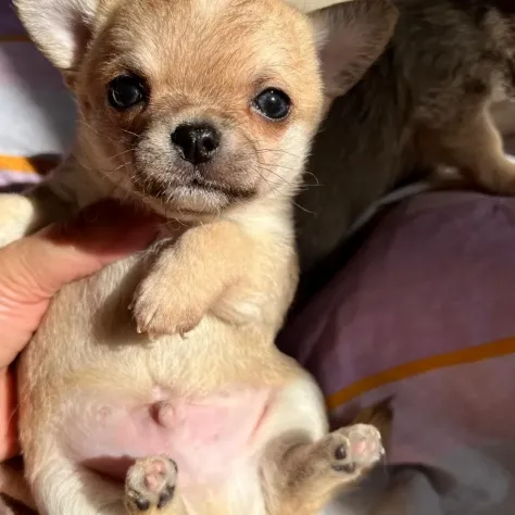 Cuccioli di chihuahua - Foto 2