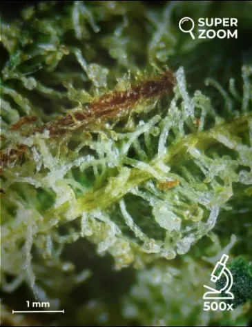 White Widow - Foto 4