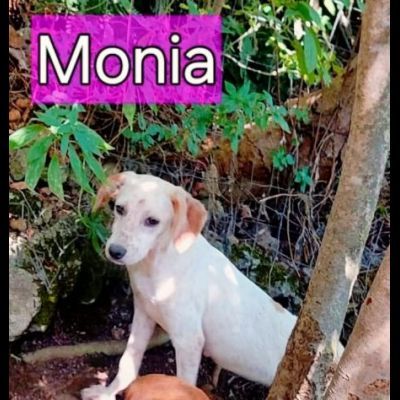 HURRA' E MONIA INVISIBILI FRA GLI INVISIBILI CAGNOLINE IN ADOZIONE - Foto 7