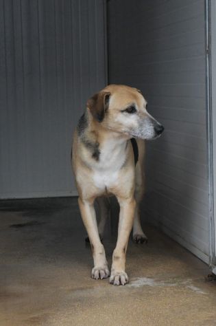 Lio entrato in canile da cucciolo - Foto 5