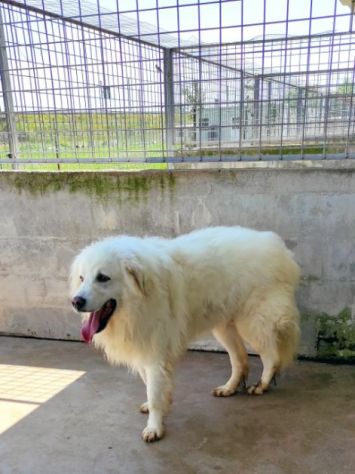 DUE MERAVIGLIE DIMENTICATE: CANI IN ADOZIONE - Foto 5
