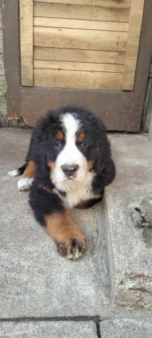 Cucciolo di bovaro del bernese - Foto 3