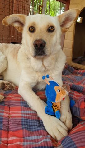Rocky, cagnolone bianco, taglia media! - Foto 6