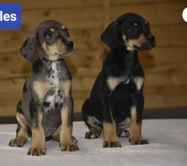 Dobermann Cuccioli con vaccinazione