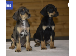 Dobermann Cuccioli con vaccinazione