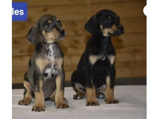 Dobermann Cuccioli con vaccinazione