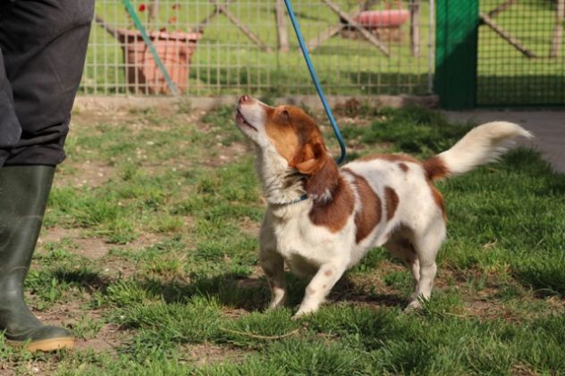 CARLO, delicato mix Jack Russell - Foto 2