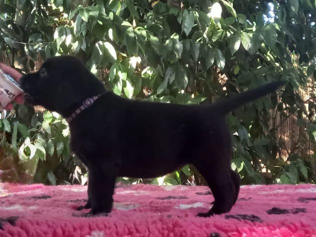 Disponibili cuccioli di labrador - Foto 5