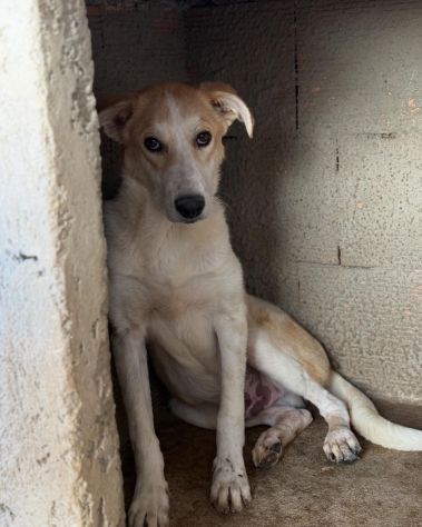 TIGROTTO E PIKACHU CUCCIOLI IN ADOZIONE - Foto 9