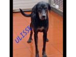 ULISSE UN MIRACOLO D'AMORE CANE IN ADOZIONE