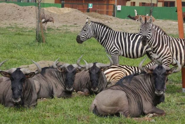 ZOO SAFARI di RAVENNA OTTO BIGLIETTI ORIGINALI: DISPONIBILI anche SINGOLARMENTE - Foto 8