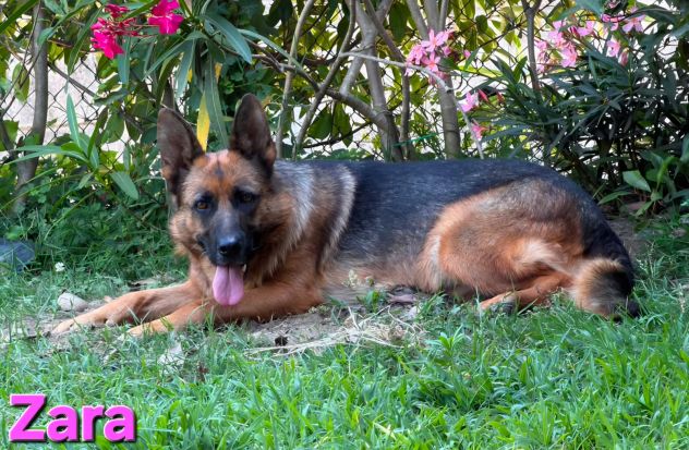 ZARA,splendida pastore tedesco abbandonata - Foto 9