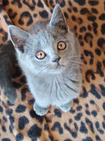 Gattini British shortair - Foto 4