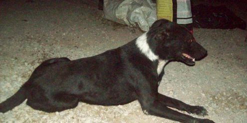 FRIDA, tenera e coccolona - Foto 3