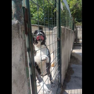 SILVESTRO DOLCISSIMO CANE IN ADOZIONE - Foto 7