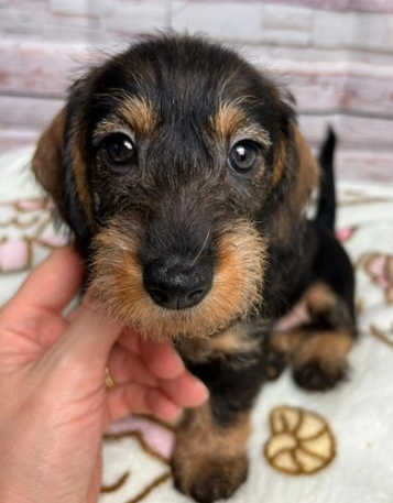 Fantastico cuccioli di Bassotto Nano