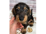 Fantastico cuccioli di Bassotto Nano