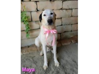 MAYA