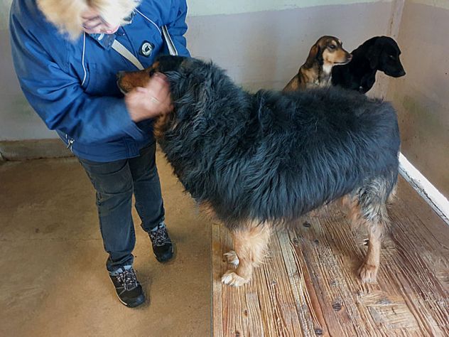CANE IN ADOZIONE: ARDIAN, simil bernese - Foto 2