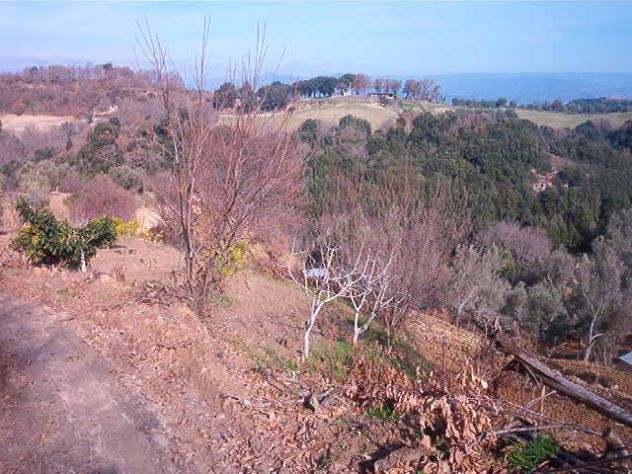 AZIENDA AGRICOLA IN BORGIA (CZ) HA 8 C. VENDESI - Foto 2