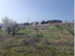 Terreno Agricolo - Rif. 7410