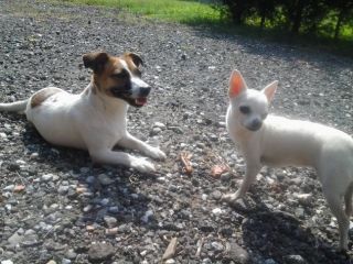 badante animali domestici - pensione cani