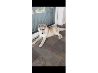 SIBERIAN HUSKY, ARES, 6 MESI, FINITO IN CANILE